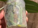 In Spike Phalaenopsis (Tying Shin Melody × KS Big Johnson) (3" pot) - Image 10