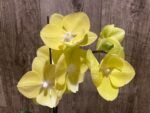 In Spike Phalaenopsis (Tying Shin Melody × KS Big Johnson) (3" pot) - Image 5
