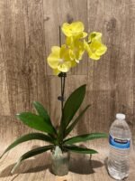 In Spike Phalaenopsis (Tying Shin Melody × KS Big Johnson) (3" pot) - Image 7