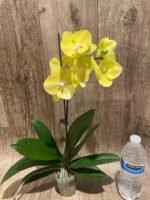 In Spike Phalaenopsis (Tying Shin Melody × KS Big Johnson) (3" pot) - Image 8
