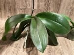 In Spike Phalaenopsis NOID Surprise Color (3" pot) - Image 10