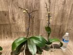 In Spike Phalaenopsis NOID Surprise Color (3" pot) - Image 5