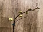 In Spike Phalaenopsis NOID Surprise Color (3" pot) - Image 2