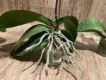 In Spike Phalaenopsis NOID Surprise Color (3" pot) - Image 9