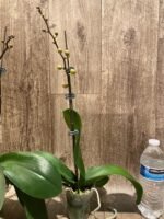 In Spike Phalaenopsis NOID Surprise Color (3" pot) - Image 6