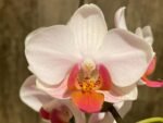 In Spike Phalaenopsis I-Hsin Herman (3.5" pot) - Image 5