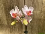 In Spike Phalaenopsis I-Hsin Herman (3.5" pot) - Image 8