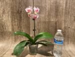 In Spike Phalaenopsis I-Hsin Herman (3.5" pot) - Image 9