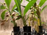 In Spike Cycnoches Cygnus Atratus 'lo' × Cyc. cooperi 'Super Dark' (2” pot) - Image 2