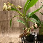 In Spike Cycnoches Cygnus Atratus 'lo' × Cyc. cooperi 'Super Dark' (2” pot)