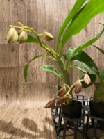 In Spike Cycnoches Cygnus Atratus 'lo' × Cyc. cooperi 'Super Dark' (2” pot)