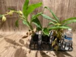 In Spike Cycnoches Cygnus Atratus 'lo' × Cyc. cooperi 'Super Dark' (2” pot) - Image 5