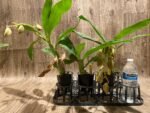 In Spike Cycnoches Cygnus Atratus 'lo' × Cyc. cooperi 'Super Dark' (2” pot) - Image 6