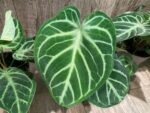 Anthurium crystallinum (crystal anthurium) (4.5” pot)
