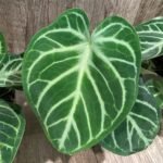 Anthurium crystallinum (crystal anthurium) (4.5” pot)