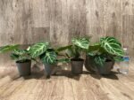 Anthurium crystallinum (crystal anthurium) (4.5” pot) - Image 14