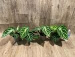 Anthurium crystallinum (crystal anthurium) (4.5” pot) - Image 13