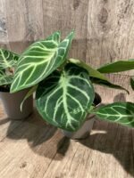 Anthurium crystallinum (crystal anthurium) (4.5” pot) - Image 11