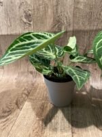 Anthurium crystallinum (crystal anthurium) (4.5” pot) - Image 10