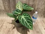Anthurium crystallinum (crystal anthurium) (4.5” pot) - Image 4