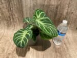 Anthurium crystallinum (crystal anthurium) (4.5” pot) - Image 7