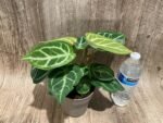 Anthurium crystallinum (crystal anthurium) (4.5” pot) - Image 5