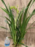 In Spike Cymbidium Golden Elf 'Sundust HCC/AOS (3.5” Pot) - Image 2