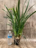 In Spike Cymbidium Golden Elf 'Sundust HCC/AOS (3.5” Pot) - Image 6