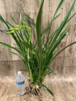 In Spike Cymbidium Golden Elf 'Sundust HCC/AOS (3.5” Pot) - Image 5