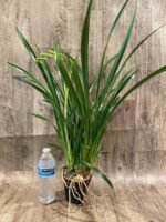 In Spike Cymbidium Golden Elf 'Sundust HCC/AOS (3.5” Pot) - Image 7