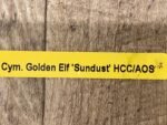 Cymbidium Golden Elf 'Sundust HCC/AOS Compact Pot (3.5” Pot) - Image 11