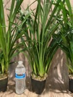 Cymbidium Golden Elf 'Sundust HCC/AOS Compact Pot (3.5” Pot) - Image 5