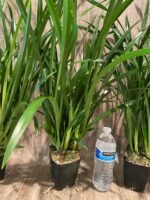 Cymbidium Golden Elf 'Sundust HCC/AOS Compact Pot (3.5” Pot) - Image 8