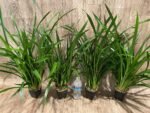 Cymbidium Golden Elf 'Sundust HCC/AOS Compact Pot (3.5” Pot) - Image 3