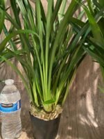 Cymbidium Golden Elf 'Sundust HCC/AOS Compact Pot (3.5” Pot) - Image 9