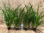 Cymbidium Golden Elf 'Sundust HCC/AOS Compact Pot (3.5” Pot) - Image 10