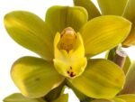 Cymbidium Green Flame (4” pot) - Image 2