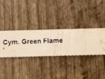 Cymbidium Green Flame (4” pot) - Image 8