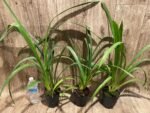 Cymbidium Green Flame (4” pot) - Image 4