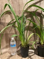 Cymbidium Green Flame (4” pot) - Image 5