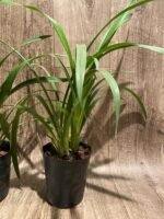 Cymbidium Summer Pearl ‘Suzy’ (4” pot) - Image 6