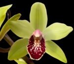 Cymbidium Summer Pearl ‘Suzy’ (4” pot)