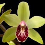 Cymbidium Summer Pearl ‘Suzy’ (4” pot)