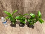 Dendrobium Burana Jade (3.5” pot) - Image 8