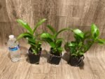 Dendrobium Burana Jade (3.5” pot) - Image 4