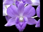 Dendrobium Burana Blue Angel (3.5” pot)
