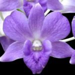 Dendrobium Burana Blue Angel (3.5” pot)