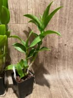 Dendrobium Burana Blue Angel (3.5” pot) - Image 6