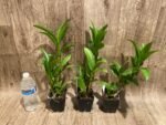 Dendrobium Burana Blue Angel (3.5” pot) - Image 2