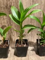 Dendrobium Brilliant Smile (3.5” pot) - Image 5